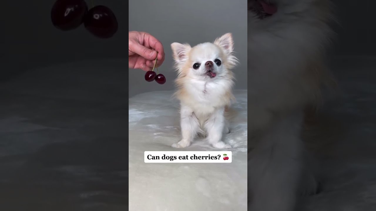 Can dogs eat cherries?🍒 | Watch To Know
