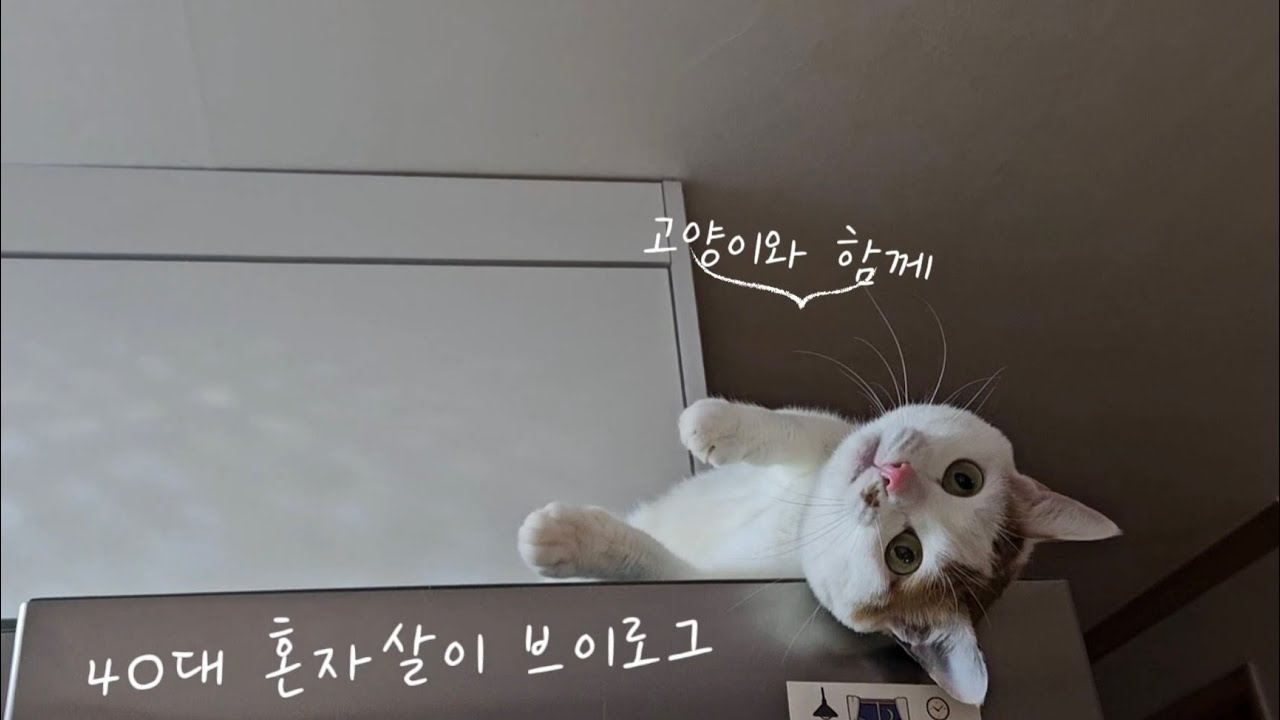 고양이와 함께 사는 1인가구 1월 2주 브이로그