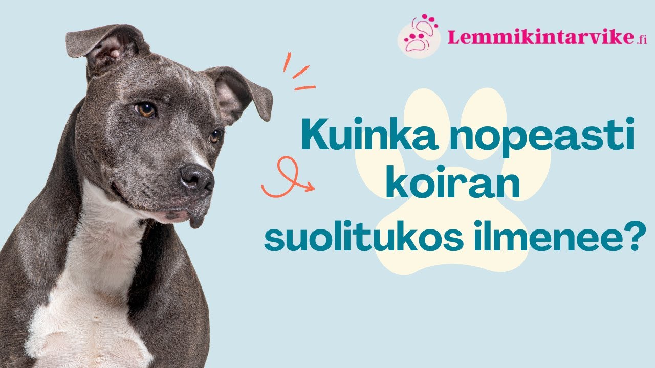 Kuinka nopeasti koiran suolitukos ilmenee? | Oireet, riskit ja milloin eläinlääkäriin