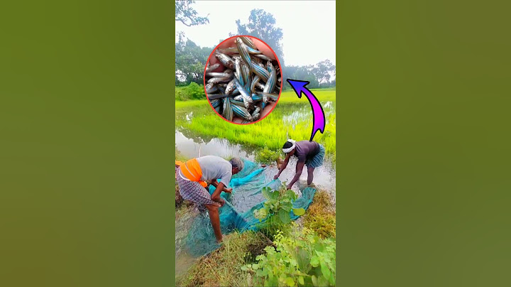 Village net fishing 🐳🐟🐠|| Desi style net fishing 🐳🐟🐬🐋🦈🐟
