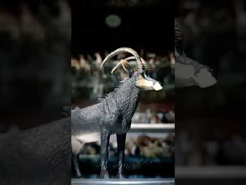 Sable antelope by Mojo #animal #figures #toys #collectibles #collection