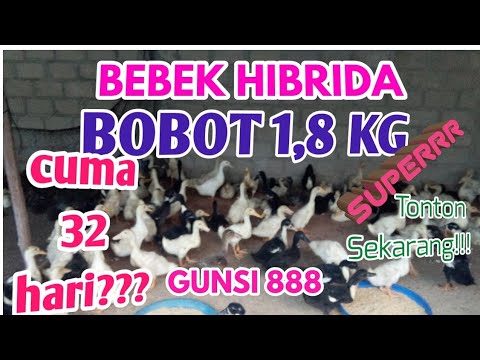 Bebek Hibrida Peking Gunung Sindur Gunsi 8 Bobot 1 8 Kg 32 Hari Super Jumbo Bandarbebek Youtube Bebek Hibrida Peking Gunung Sindur Gunsi 8 Bobot 1 8 Kg 32 Hari Super Jumbo Bandarbebek Youtube