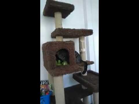 This Is My Review On The Whisker City Deluxe Cat Playground Youtube