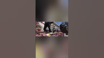 15KILLS MVP #cod #callofduty #gaming #videogame #codmobile #codm #subscribe #shorts