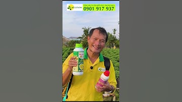 CÚC MÂM XÔI HAY BỊ BỆNH VÀNG LÁ VÀ HÉO XANH - XỬ LÝ NHƯ THẾ NÀO ĐỂ CÂY CÚC HẾT BỆNH