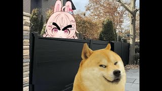 Pippas Dog Has Become An Escape Artist.