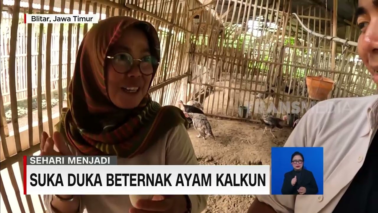 Suka Duka Beternak Ayam Kalkun  REDAKSI 110223