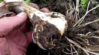garlic harvest 2024