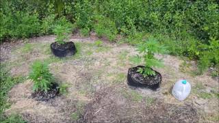 Growing LARGE In small Spaces S 2 Ep 15 CBD Autoflower Project Spektrum King Closet Case