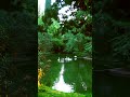 Peaceful Forest Sounds for Deep Relaxation/Fall Asleep in a Calm Forest/#forestsounds