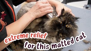 EXTREME MATTS ON A CAT GET REMOVED 🙀😌 INSTANT RELIEF