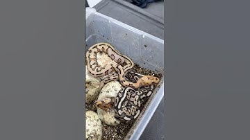 Ball Python Eggs Hatching! #animals #ballpython #reptiles #snake #ballpythonmorphs #egg