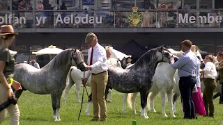 Merlod Mynydd Cymreig  March 47 | Welsh Mountain Ponies  Stallion 47