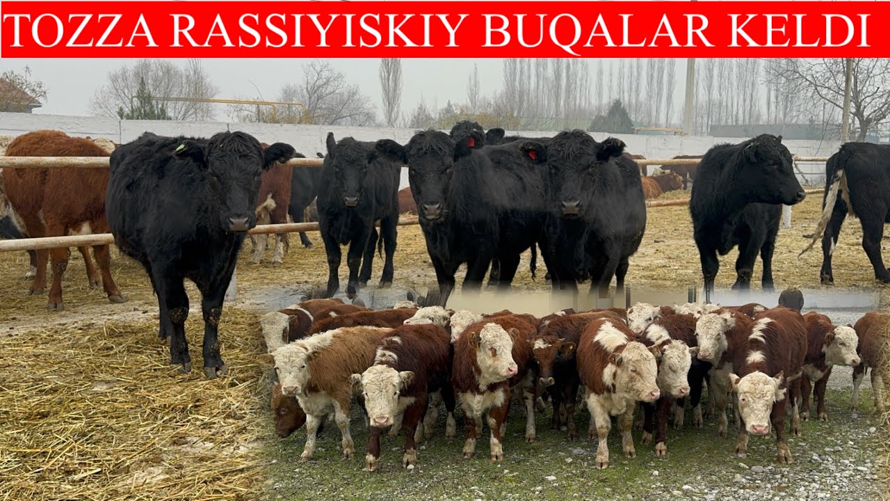 100+100 TOZZA RASSIYISKIY BUQALAR BO’G’OZ XUNAJINLARI KELDI