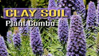 Plant Combo for Clay Soil by Budget Plants 38,733 views 9 months ago 10 minutes, 52 seconds