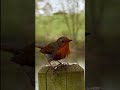 Robin redbreast recorded with IPhone 17 pro max