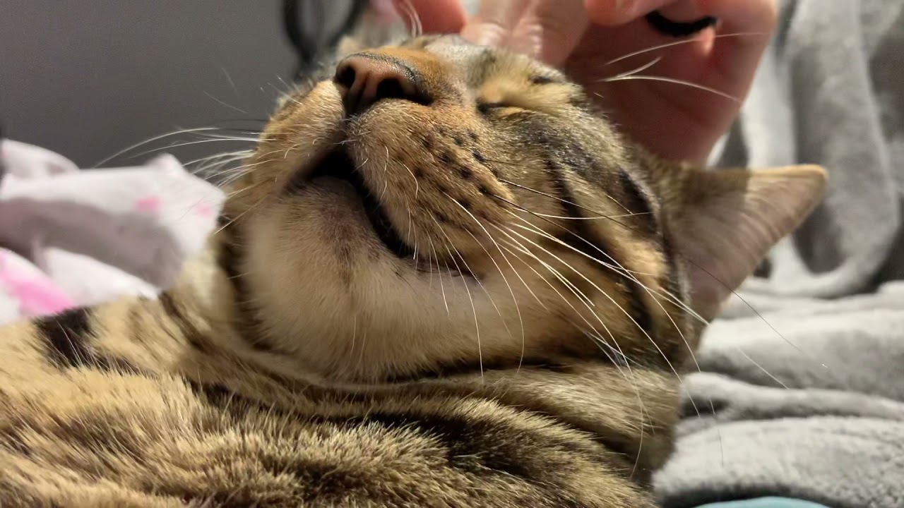 Cat soft purring and massage ASMR - YouTube