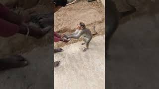 GIVING FOOD TO MONKEY ? ||MONKEYS AROUND ME||