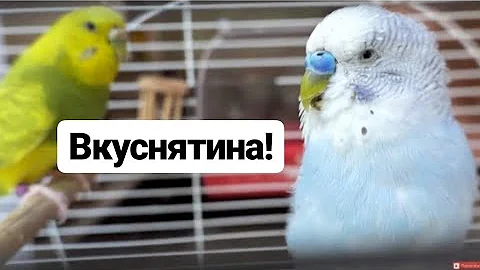 Самый лучший корм для попугаев vasha prelest