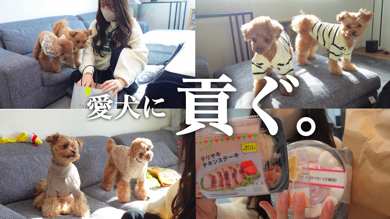 【休日密着】給料日後、とにかく愛犬に貢ぎまくる20代女の生態。