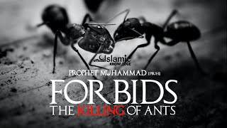 Why Prophet Muhammad Pbuh Forbids The Killing Ants?