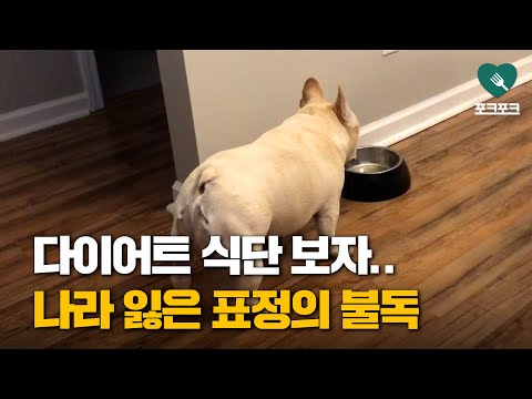 다이어트 식단에 단단히 화난 불독