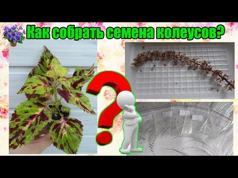 Video: Kako Gojiti Coleus