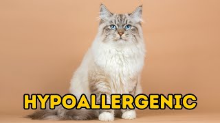 Top Hypoallergenic Cats - For The Allergy Sufferers