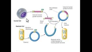 Recombinant DNA