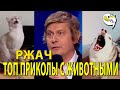 ВИАГРА - Когда нужно принимать и зачем - РЖАЧНЫЕ ПРИКОЛЫ И ЮМОР 2021