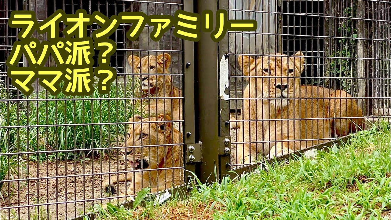 ライオンファミリー ママのそばにいる仔とパパのそばにいる仔に別れ