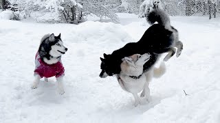 A Typical Husky Morning Walk! Funny Dog Video by North Yuki Husky 21,418 views 2 months ago 2 minutes, 14 seconds