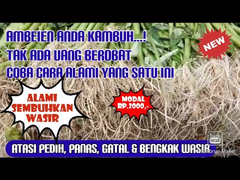 Khasiat Akar Kangkung Di Rebus