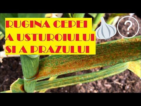 Video: Ce cauzează formarea ruginii?