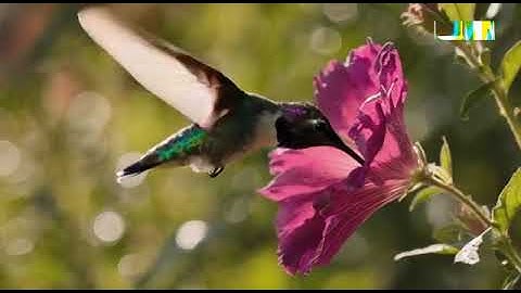 "Magic in Motion: Close-Up of a Hummingbird’s Grace in 4K Slow-Mo"
