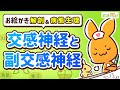 【脳神経系】交感神経と副交感神経｜お絵かき解剖＆病態生理6