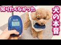【悲報】犬語翻訳を使ってみたらパパとママで全然違う反応だったw【バウリンガル】