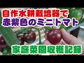 2021趣味の水耕栽培　赤紫色のミニトマト　トスカーナバイオレット初収穫編