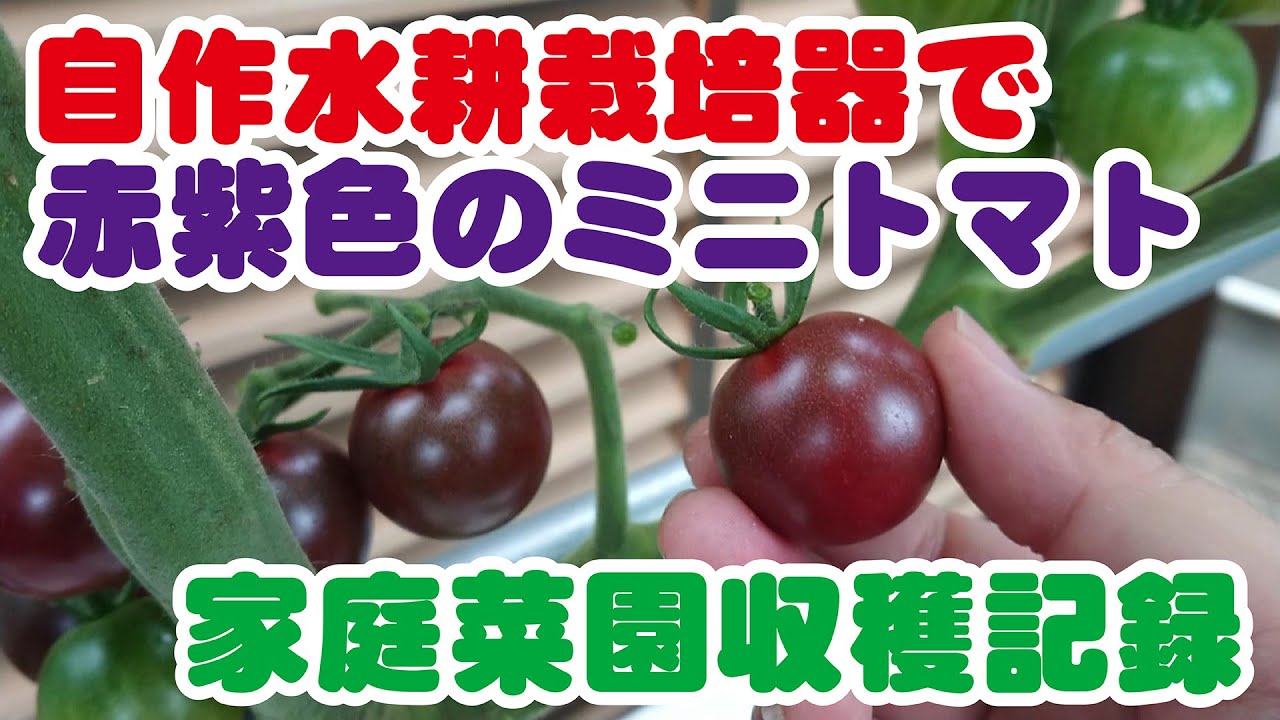 21趣味の水耕栽培 赤紫色のミニトマト トスカーナバイオレット初収穫編 Youtube