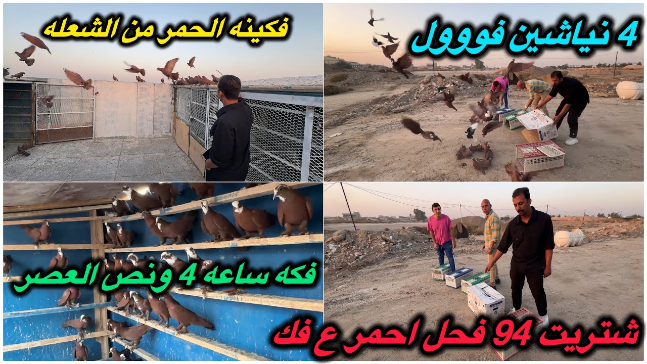 فكينه الحمر من الشعله❤️شتريت 94 فحل ع فك ❤️هاي النياشين ع العراق😍😍😍😍