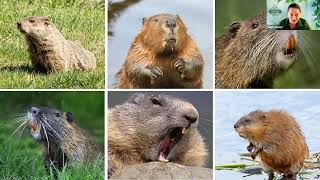 Options for Managing Beaver Damage