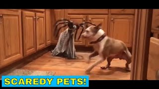 Scaredy pets, funny cats and dogs getting a little scared by Cheekcheeks 121 views 1 month ago 4 minutes, 56 seconds