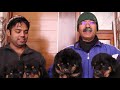 Professional rottweiler dog breeder in india  bahugunas den kennel  scoobers