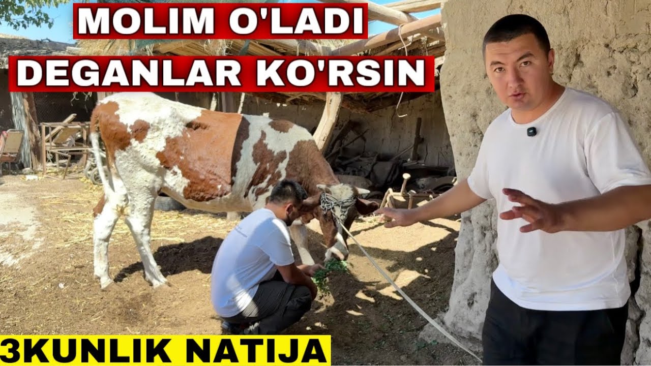 Дерматит Булган Мол Улади Деганлар Курсин! Хоразмдаги Натижа 3-Кунимиз Натижа Беришни Бошлади!