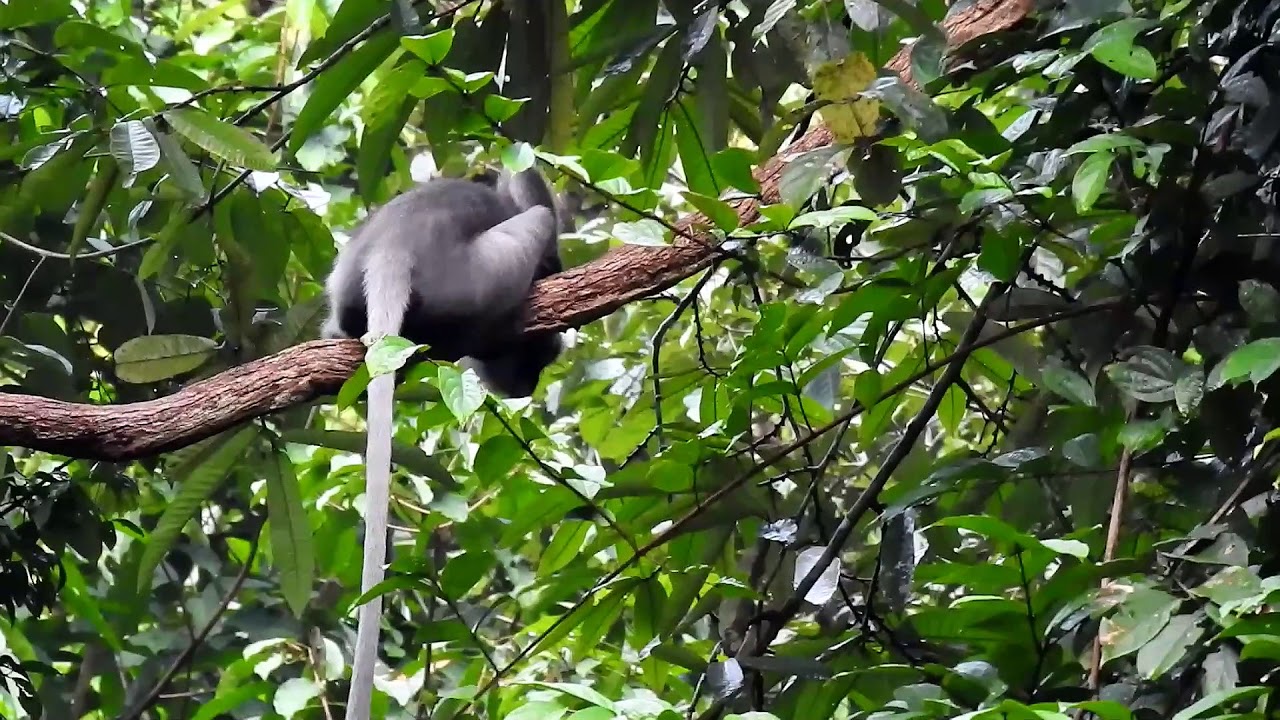 Monkey Dusky Leaf call DSCN9948