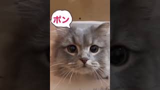 Смешные котики🐈 #recommended #рекомендации #смешно #cat #cats #рек #shorts #shortvideo