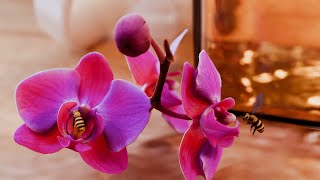 🍯 Honey Simulation in Blender | Realistic Fluid Simulation 🍯