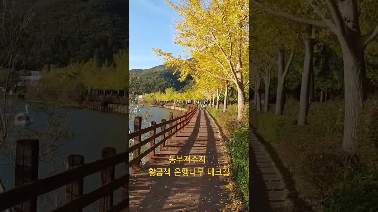 #동부저수지 #은행나무 #단풍 #거제도여행
