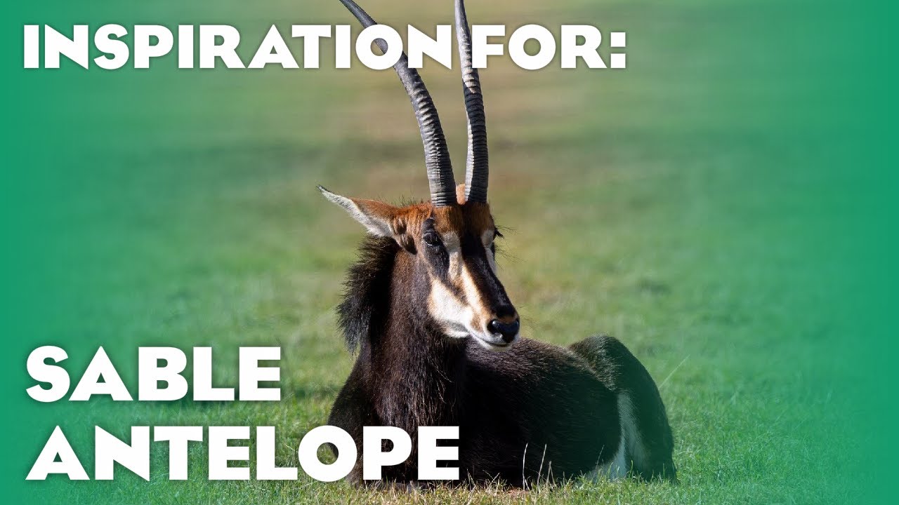 11 Real Sable Antelope Habitats! (Planet Zoo Inspiration)