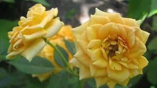 Мои любимые розы (часть 2) - "В знойный полдень"